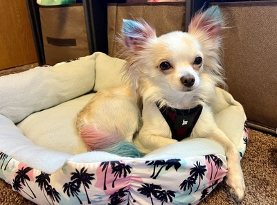 James (CKC Long-haired Chihuahua) ((Available for Stud))