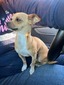 Pumpkin (CKC Applehead Shorthair Chihuahua)