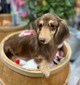 Daisy (CKC Long-haired dachshund)